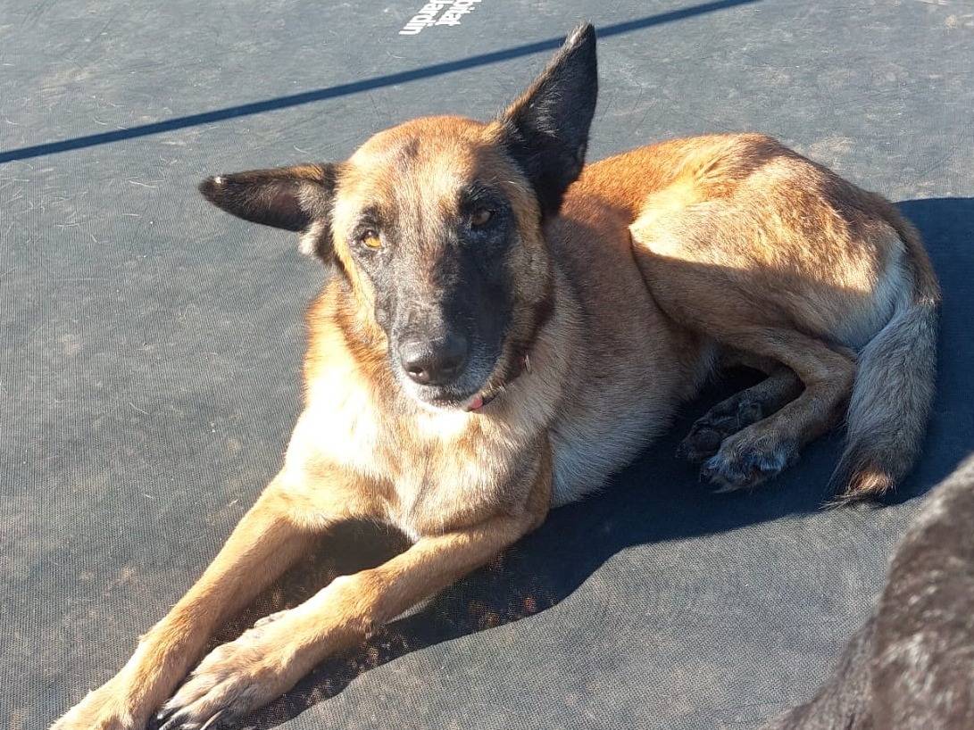 Adotta un cane, taglia grande, maschio, Mantova