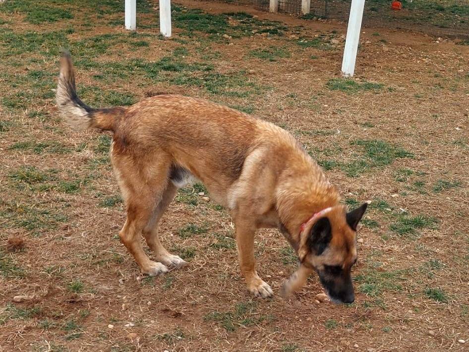 Vuoi adottare un cane a Mantova?