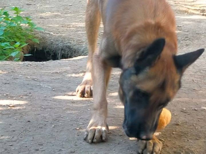Adotta il cane PoorMax a Mantova