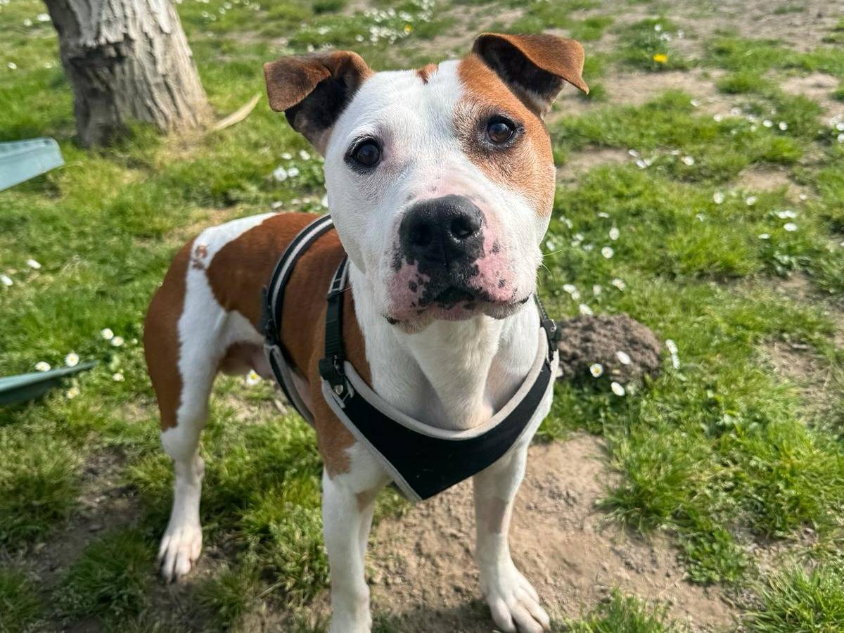 Adozione cane, maschio, Amstaff Razza sconosciuta, 8 anni, taglia media, Venezia