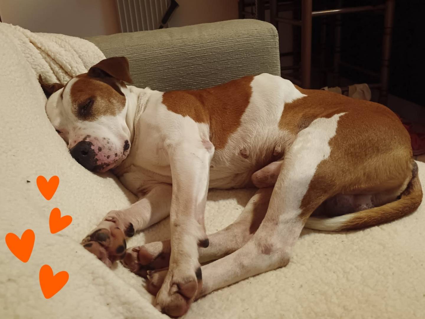 Adotta un cane, maschio, 8 anni, Venezia