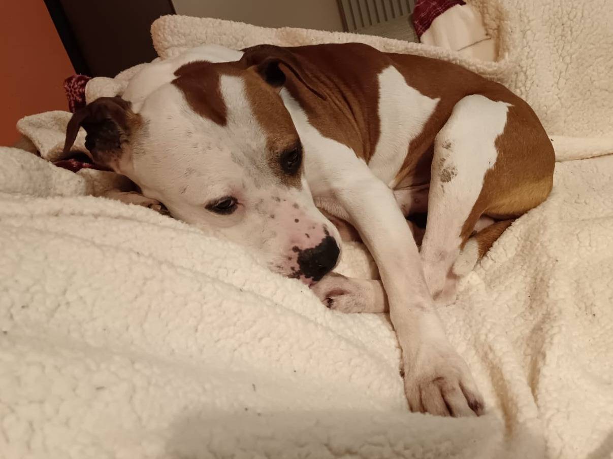 Adotta un cane, taglia media, maschio, Venezia