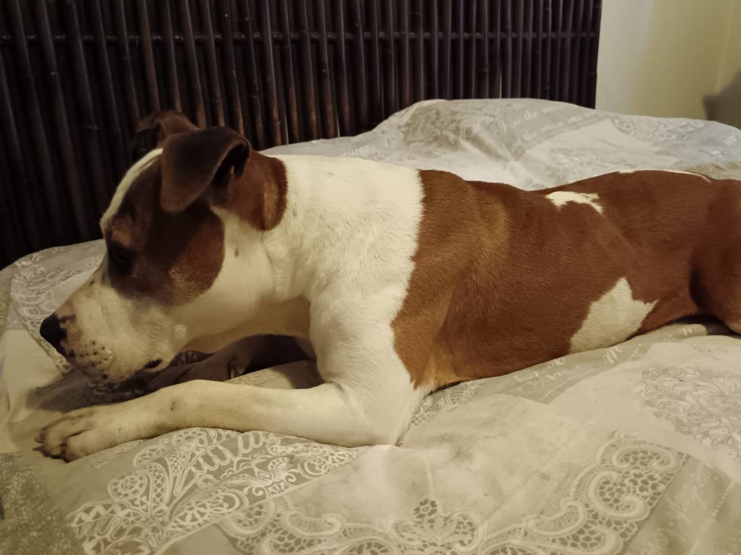 Vuoi adottare un cane a Venezia?