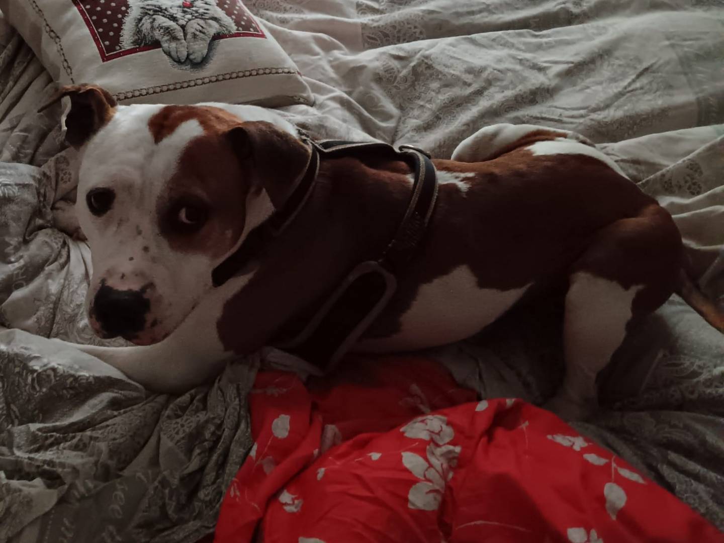 Adotta il cane Lapo a Venezia