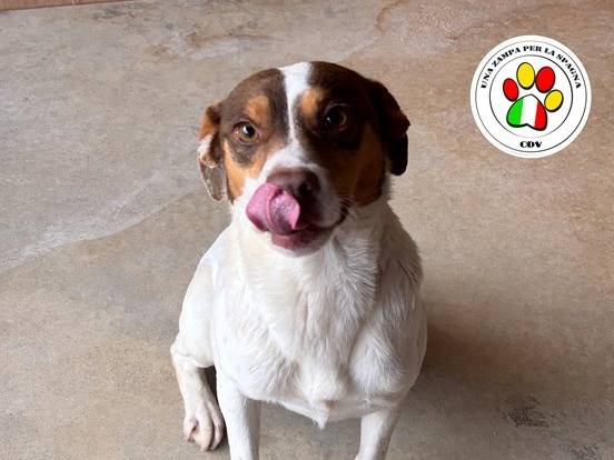 Adozione cane, maschio, Razza sconosciuta Razza sconosciuta, 6 anni e 4 mesi, taglia media contenuta, Milano