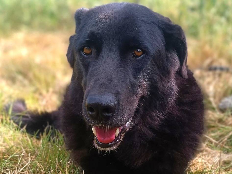 Vuoi adottare un cane a Pavia?