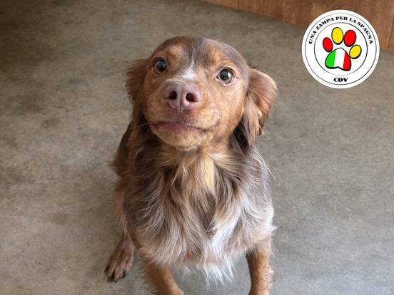 Adozione cane, maschio, Breton Breton, 4 anni, taglia media contenuta, Milano