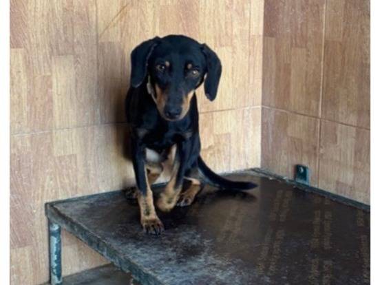 Adozione cane, maschio, Razza sconosciuta Razza sconosciuta, 1 anno e 1 mese, taglia piccola, Milano