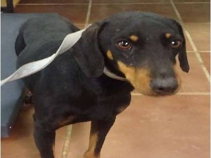 Adotta un cane, maschio, 1 anno e 1 mese, Milano