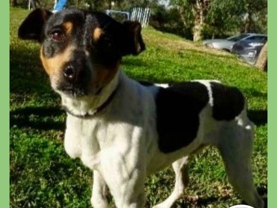 Adotta un cane, maschio, 3 anni e 5 mesi, Milano