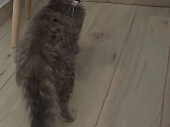 Adozione gatto, femmina, Razza sconosciuta Razza sconosciuta, 5 mesi, taglia non valida, Crotone