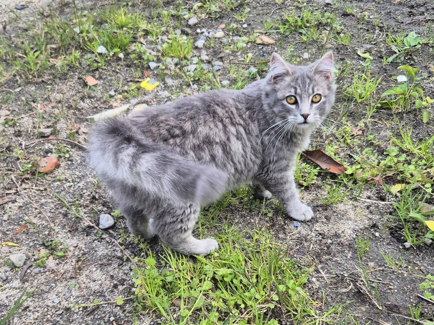 Adotta un gatto, taglia non valida, femmina, Crotone