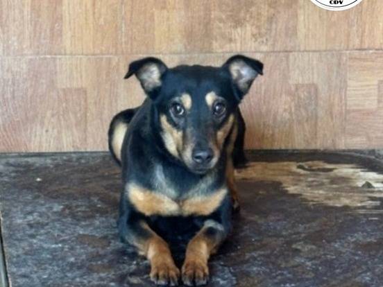 Adozione cane, femmina, Razza sconosciuta Razza sconosciuta, 1 anno, taglia piccola, Milano