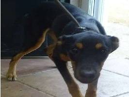 Adotta un cane, femmina, 1 anno, Milano