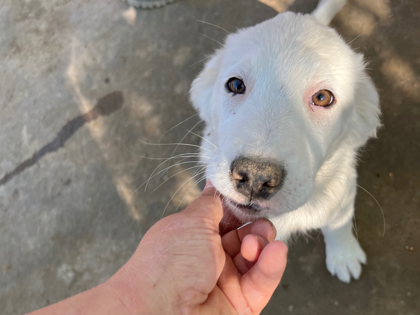 Adozione cane, maschio, Pastore maremmano Labrador Retriever, 3 mesi, taglia media, Viterbo