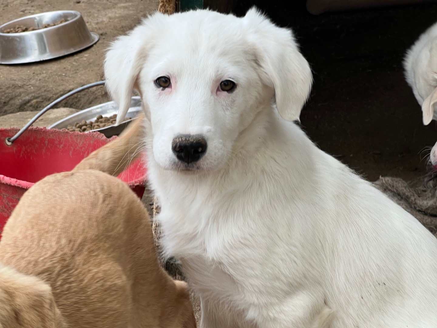 Adotta un cane, maschio, 3 mesi, Viterbo