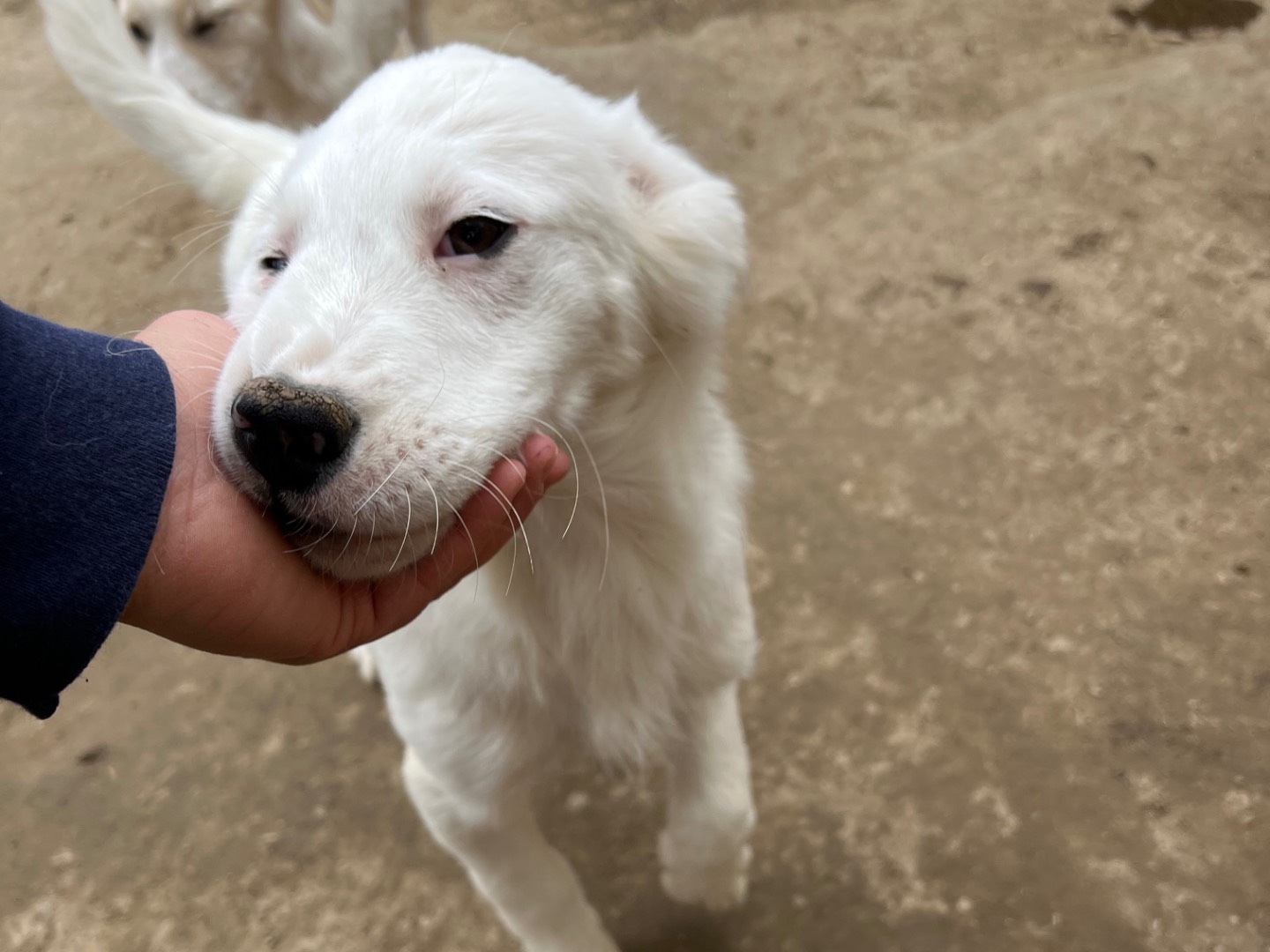 Adotta un cane, taglia media, maschio, Viterbo