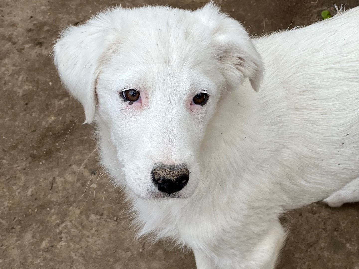 Vuoi adottare un cane a Viterbo?