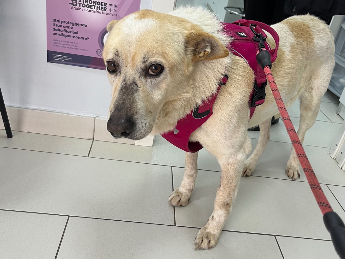 Adotta il cane Pipino a Avellino