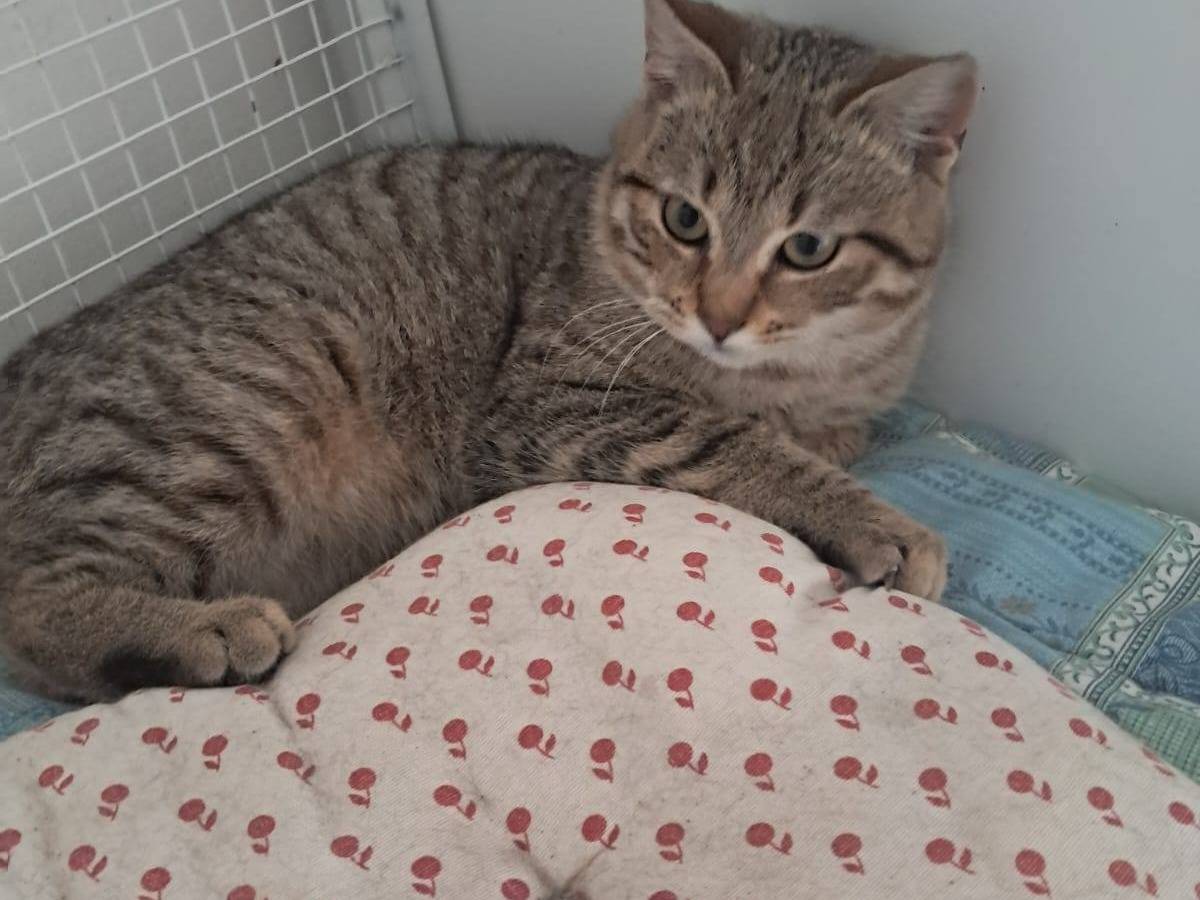 Adozione gatto, maschio, Razza sconosciuta Razza sconosciuta, 6 mesi, taglia non valida, Terni