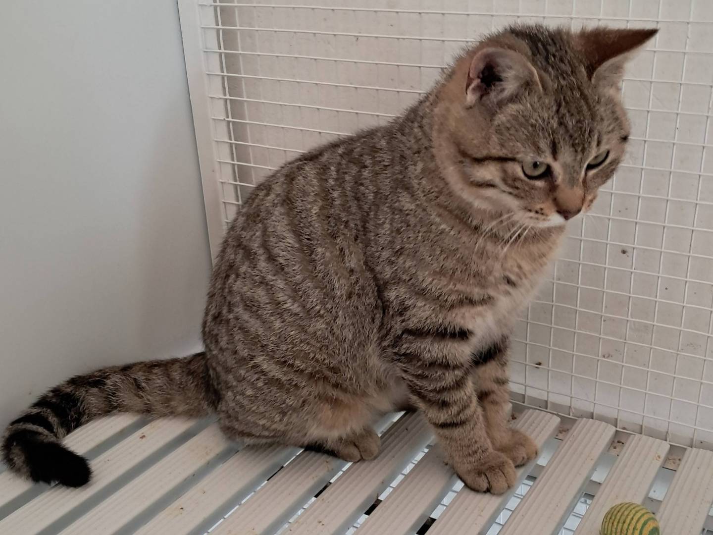 Adotta un gatto, maschio, 6 mesi, Terni