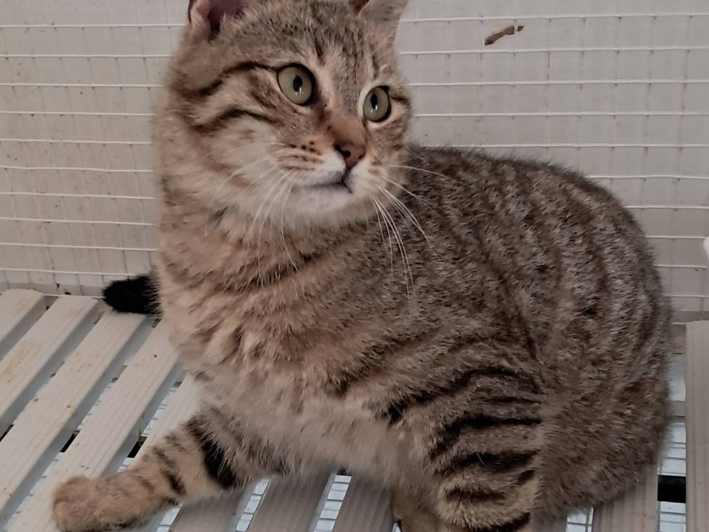 Adotta un gatto, taglia non valida, maschio, Terni