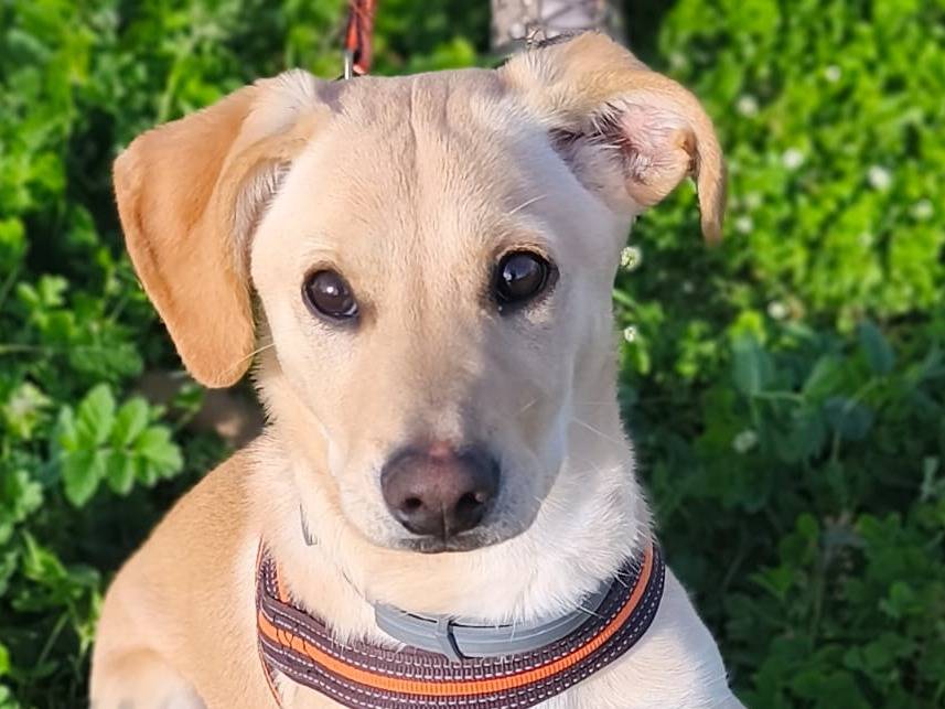 Adozione cane, femmina, Razza sconosciuta Razza sconosciuta, 7 mesi, taglia media contenuta, Aosta