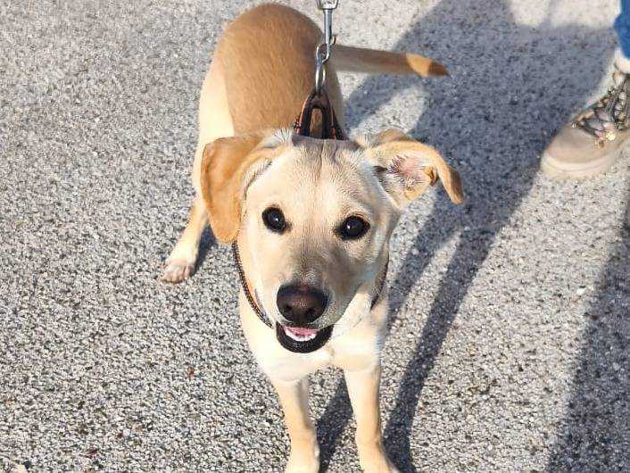 Adotta un cane, femmina, 7 mesi, Aosta