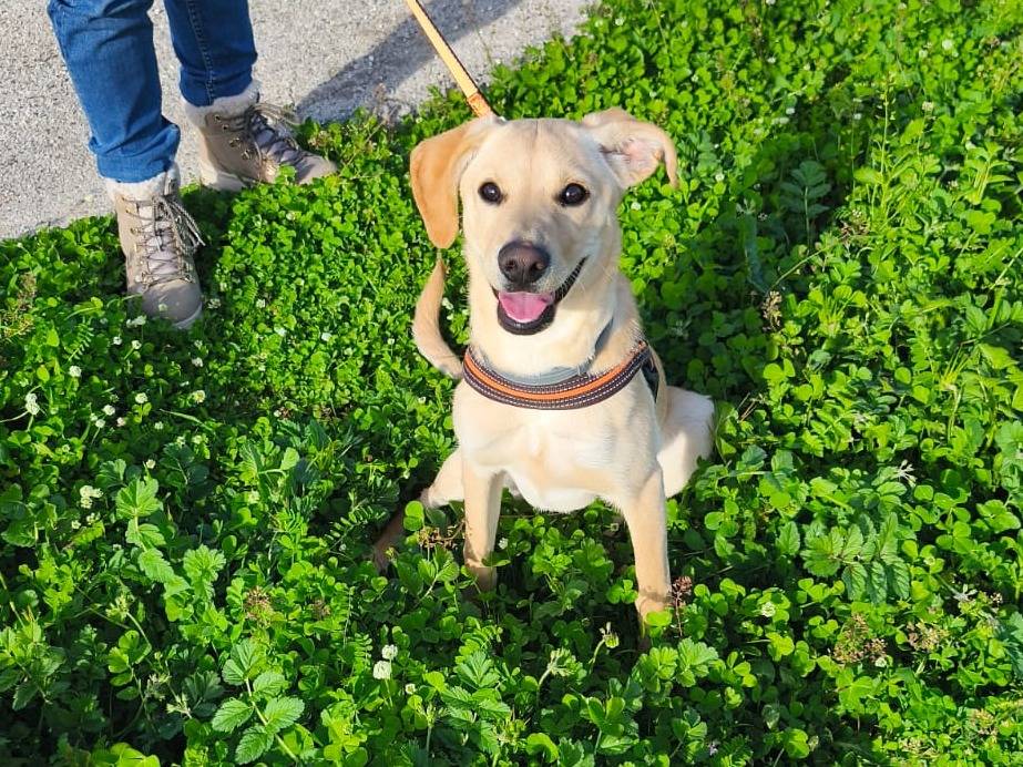 Vuoi adottare un cane a Aosta?