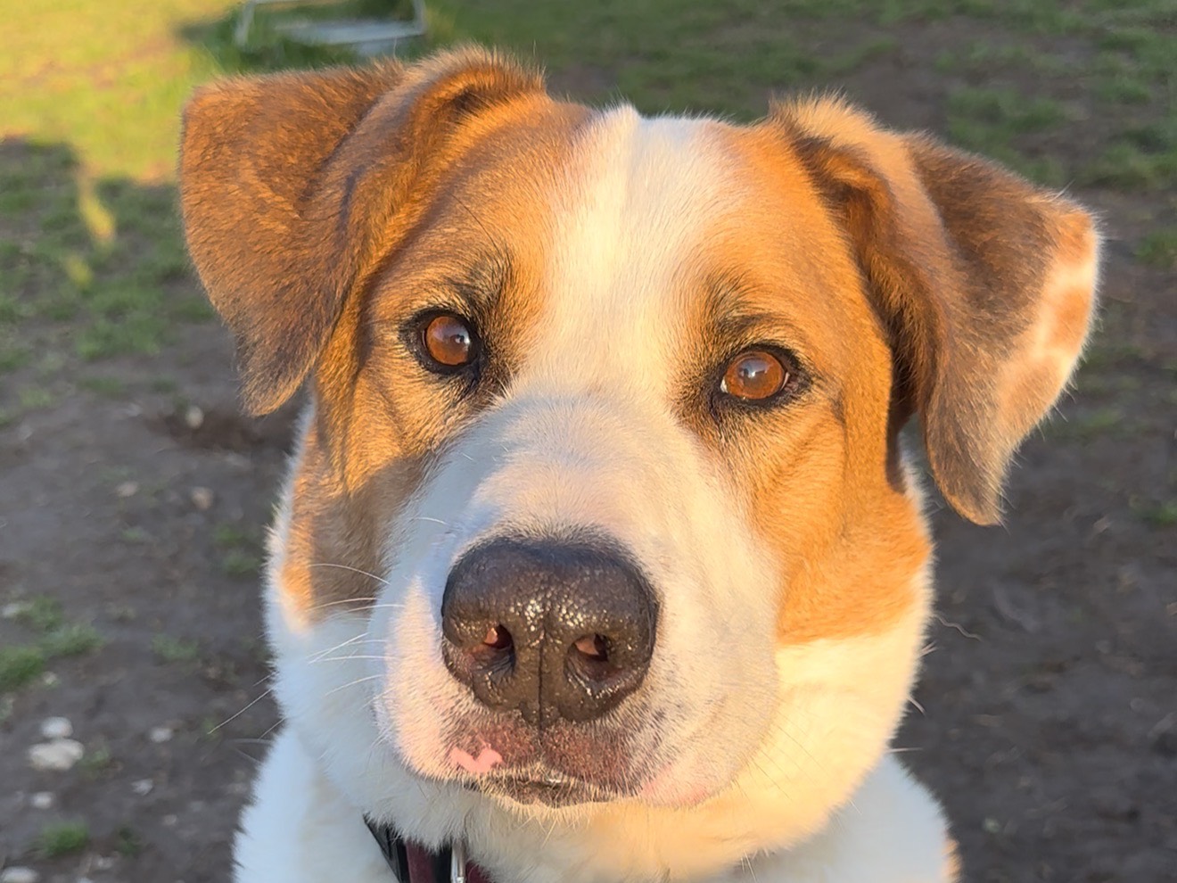 Adozione cane, maschio, Razza sconosciuta Razza sconosciuta, 7 anni e 6 mesi, taglia grande, Monza