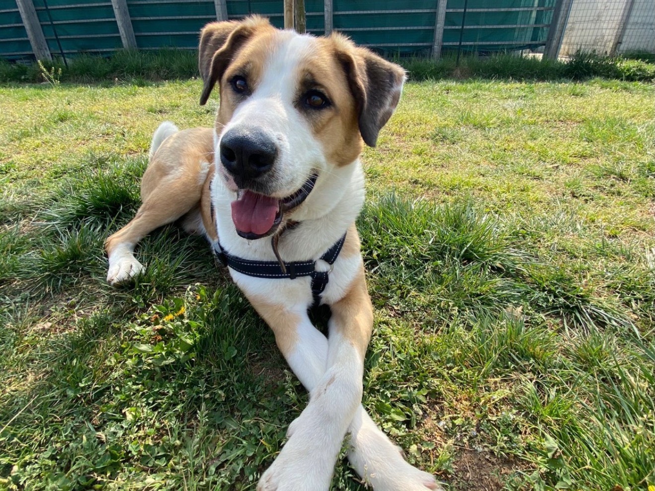 Adotta un cane, maschio, 7 anni e 6 mesi, Monza