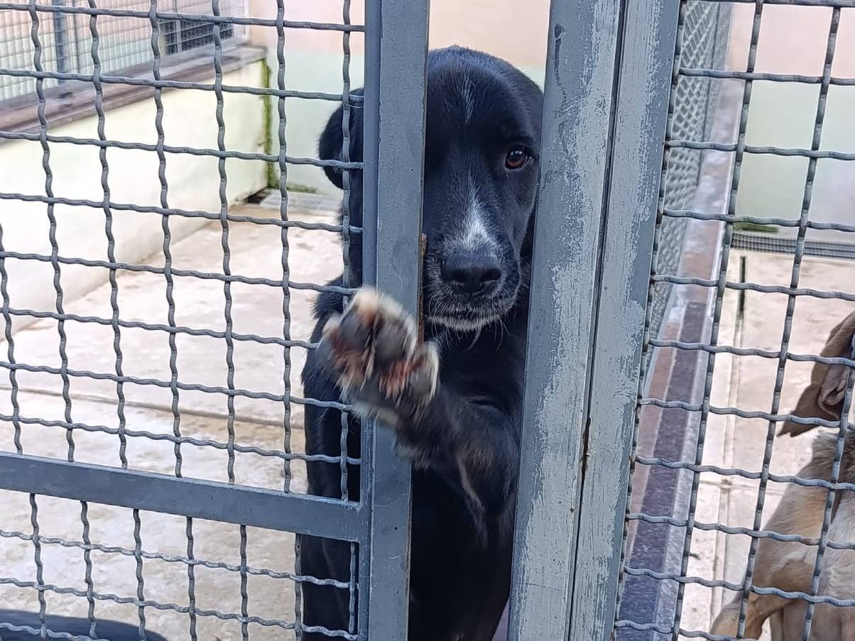 Adozione cane, femmina, Razza sconosciuta Razza sconosciuta, 3 anni, taglia media, Avellino