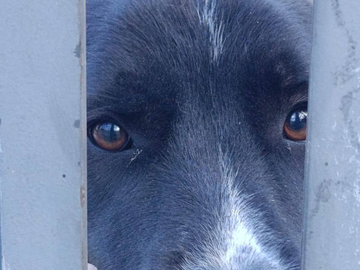 Adotta un cane, femmina, 3 anni, Avellino