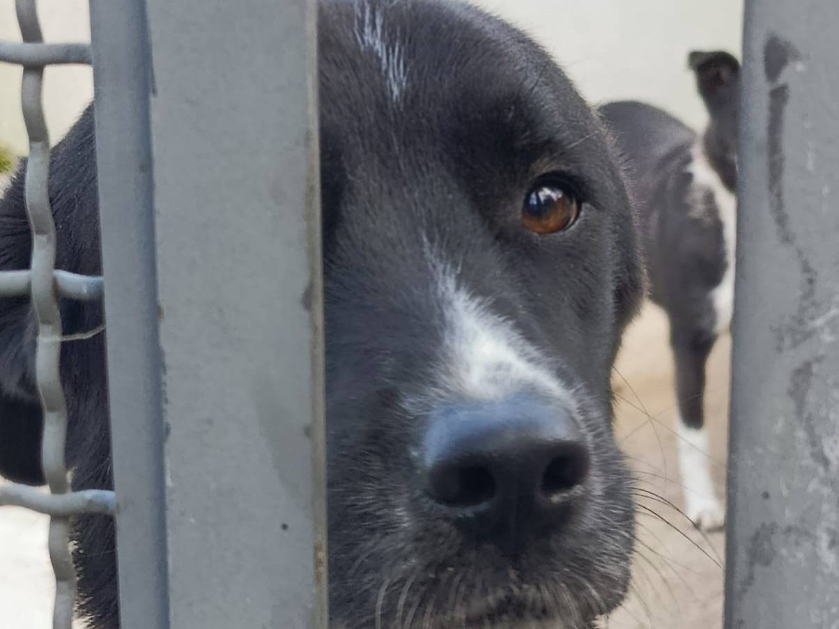 Adotta un cane, taglia media, femmina, Avellino