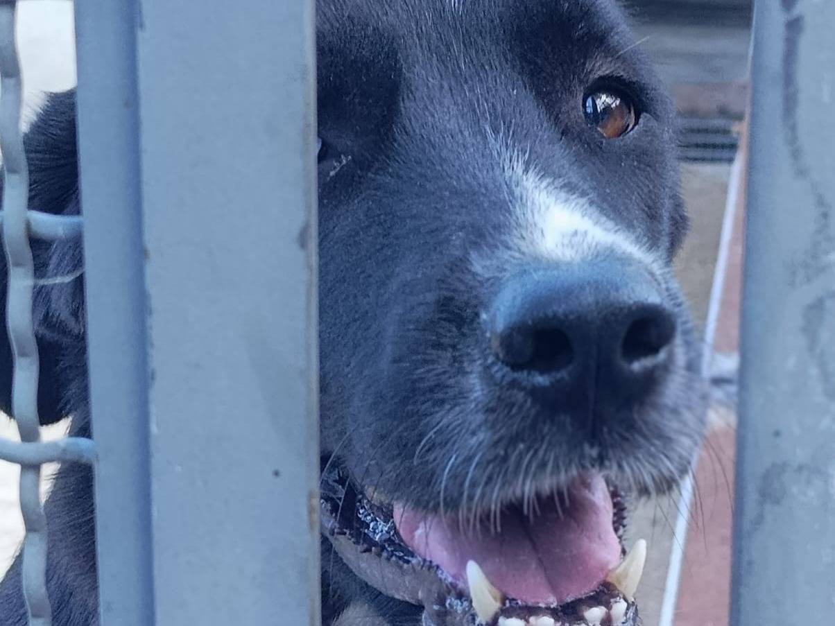 Vuoi adottare un cane a Avellino?