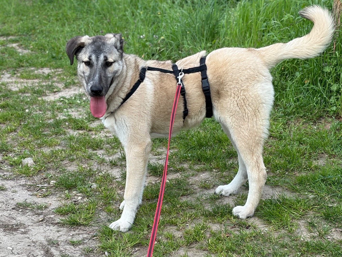 Adozione cane, femmina, Razza sconosciuta Razza sconosciuta, 7 mesi, taglia media, Milano