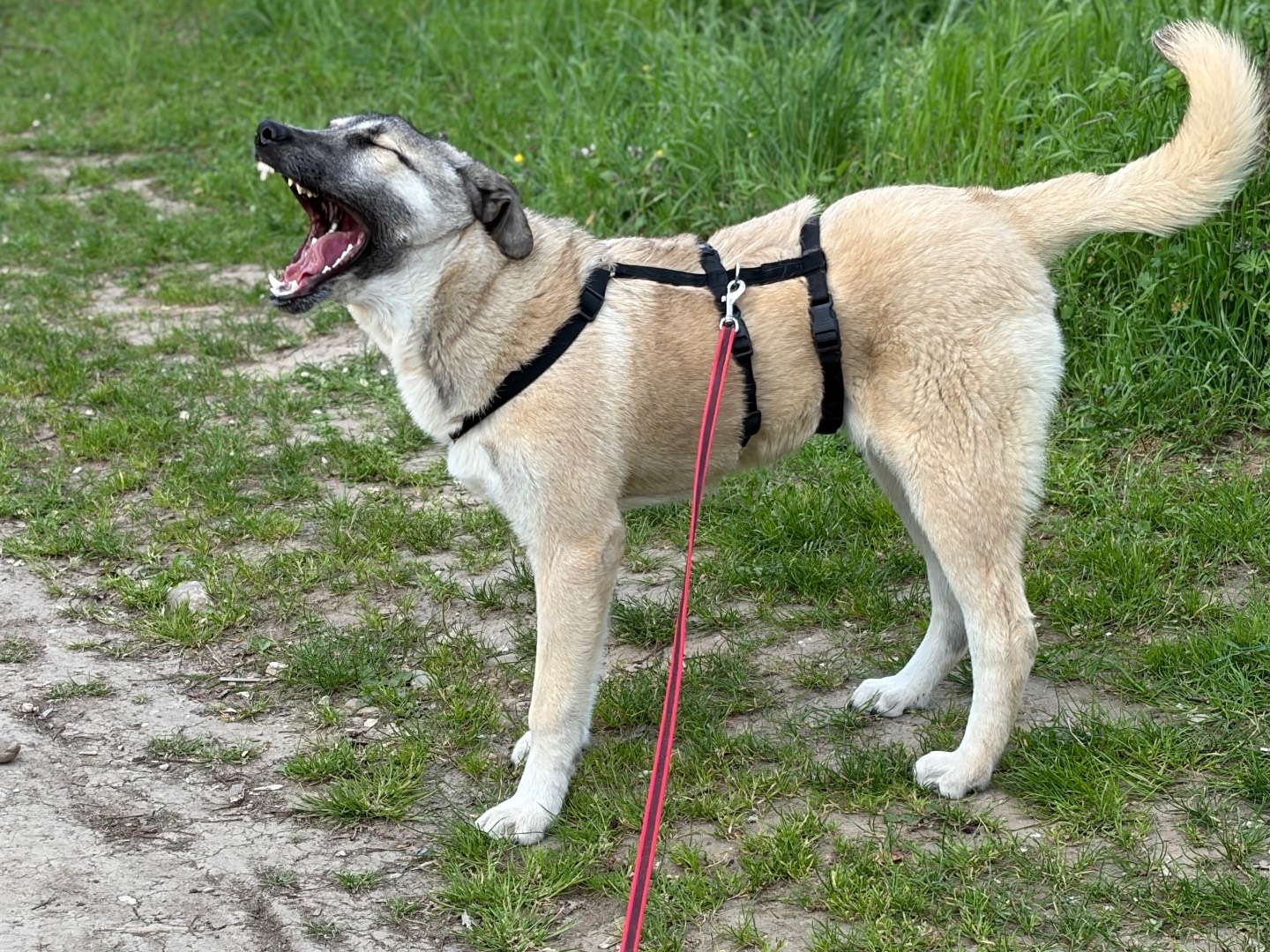 Adotta un cane, femmina, 7 mesi, Milano