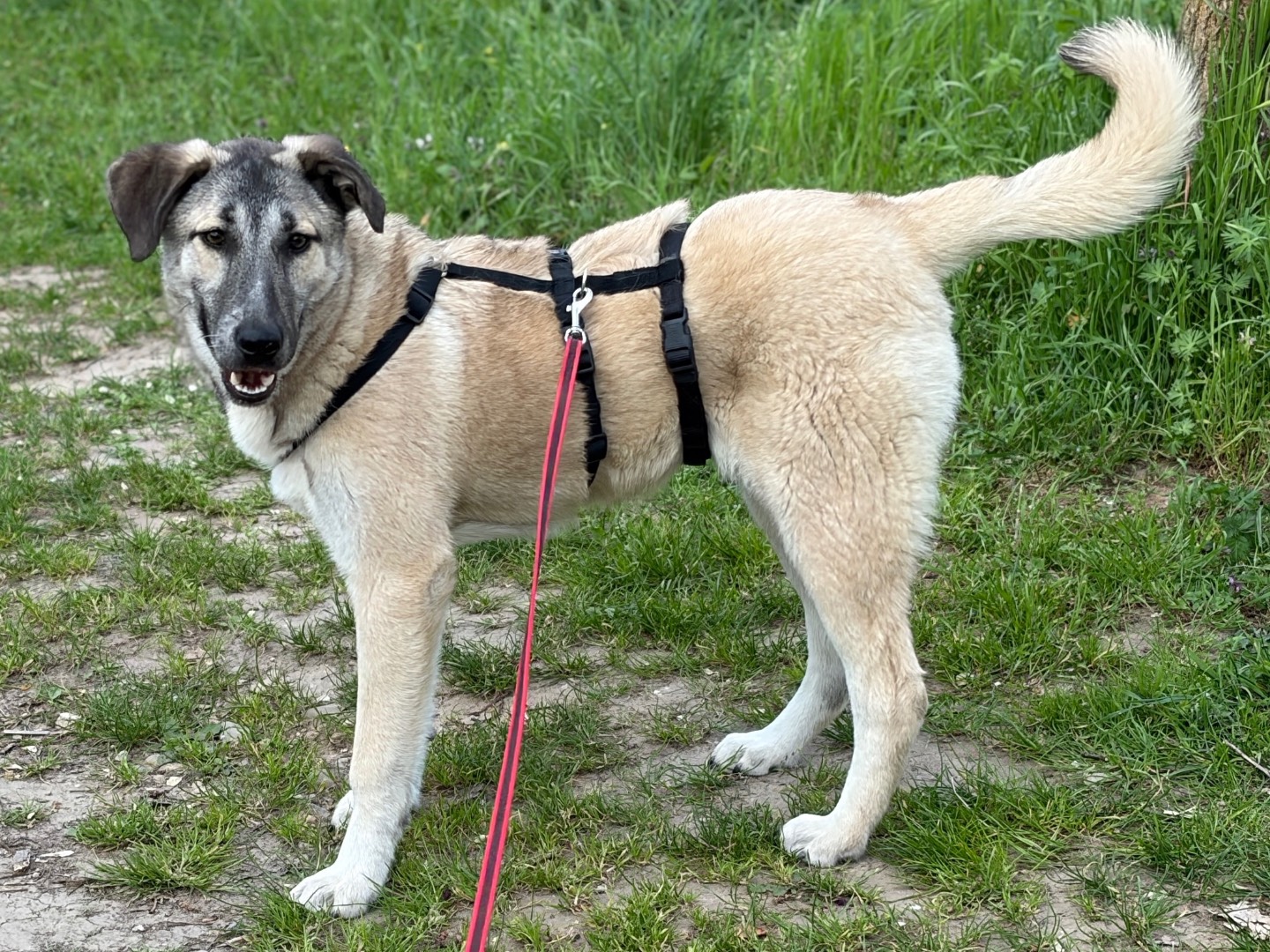 Adotta un cane, taglia media, femmina, Milano