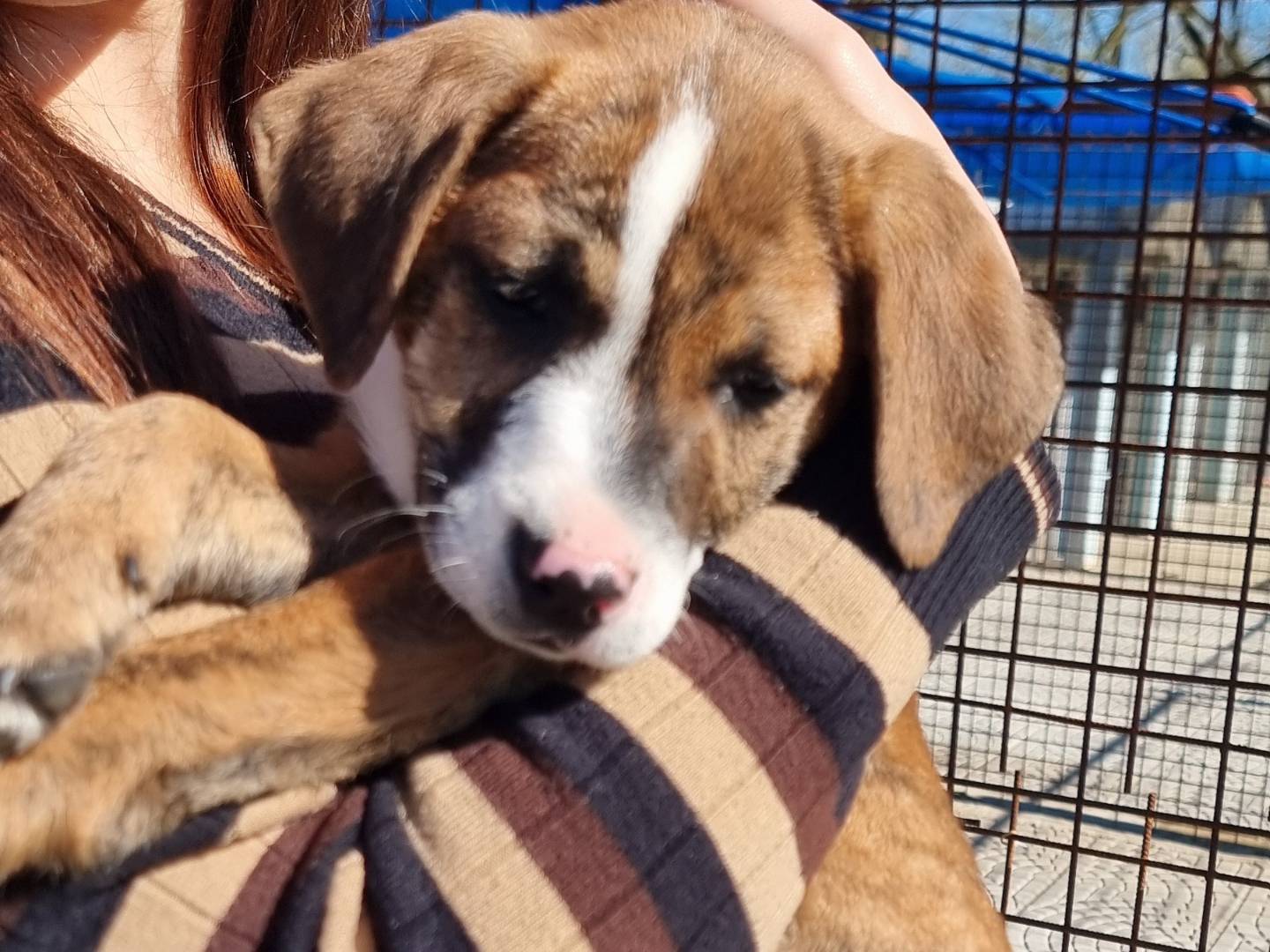 Adozione cane, maschio, Razza sconosciuta Razza sconosciuta, 3 mesi, taglia media, Pavia