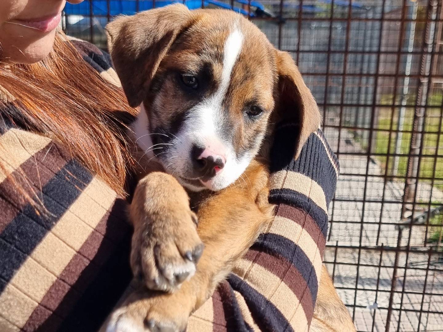 Adotta un cane, maschio, 3 mesi, Pavia