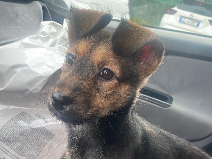 Adozione cane, femmina, Razza sconosciuta Razza sconosciuta, 2 mesi, taglia media, Agrigento