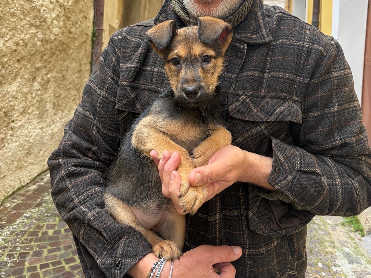 Vuoi adottare un cane a Agrigento?