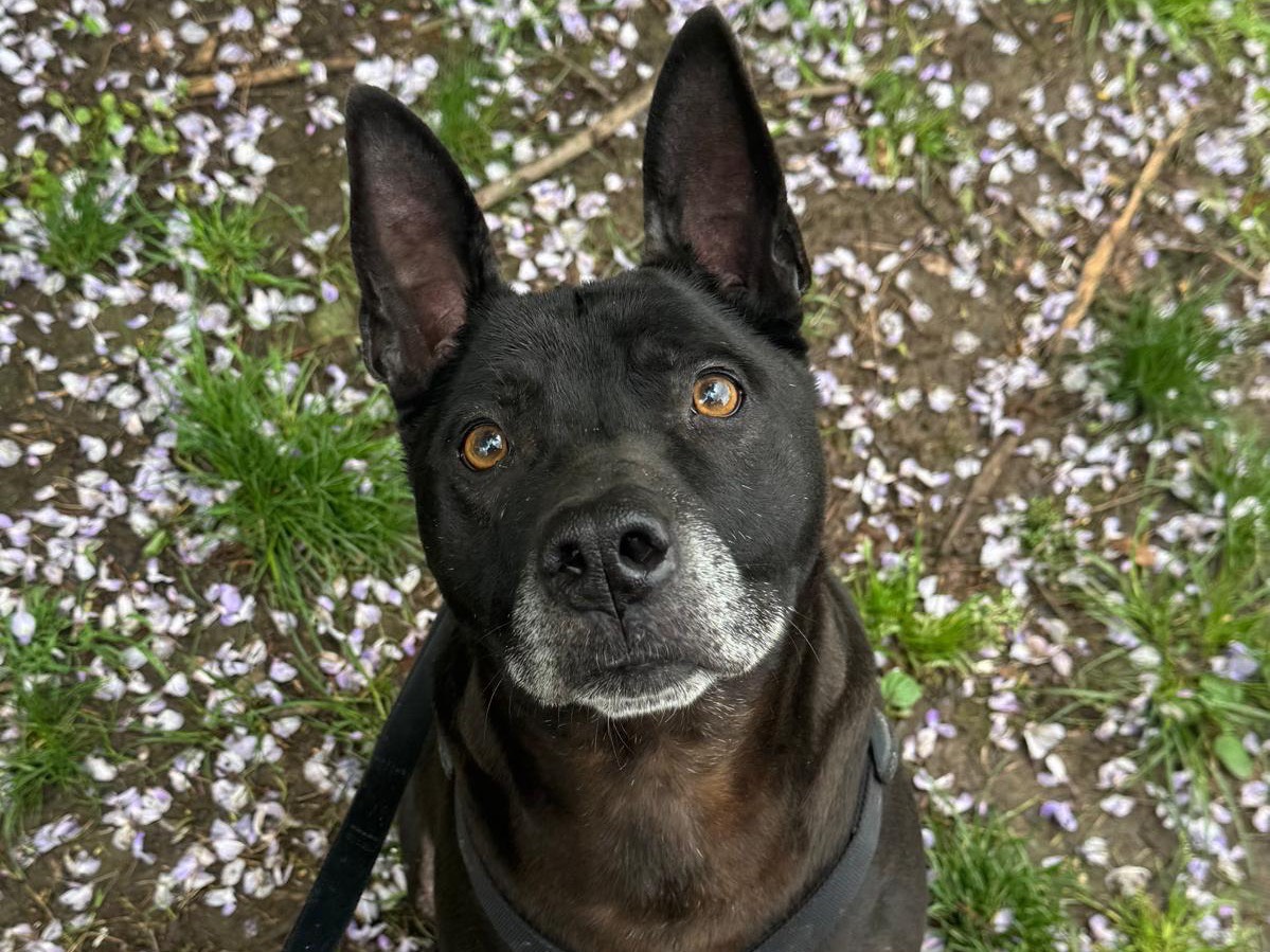 Vuoi adottare un cane a Monza?