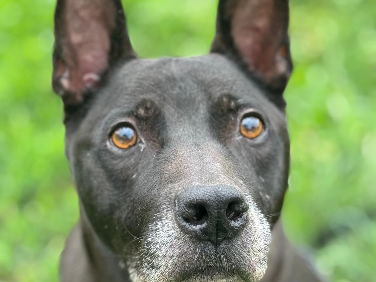 Adotta il cane Petalo a Monza