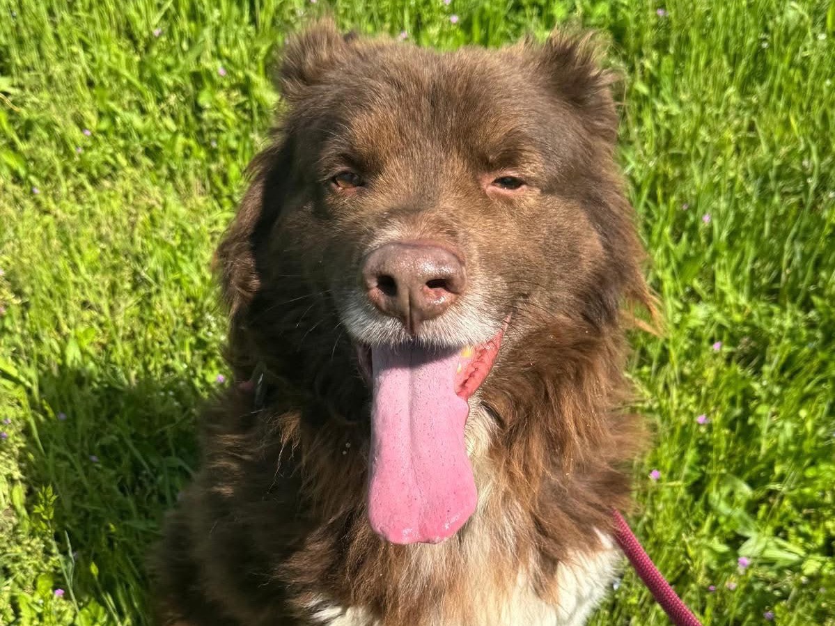 Vuoi adottare un cane a Monza?