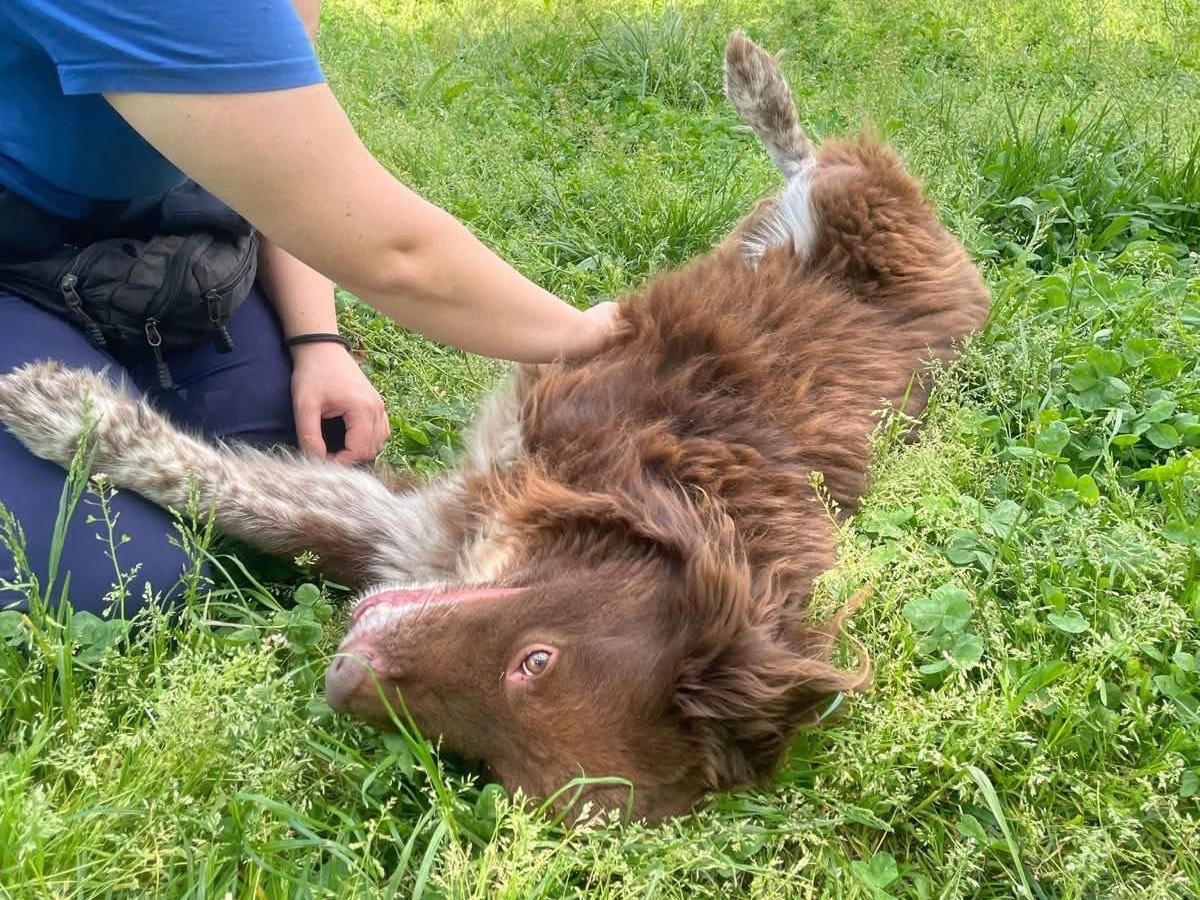 Adotta il cane Garpez  a Monza