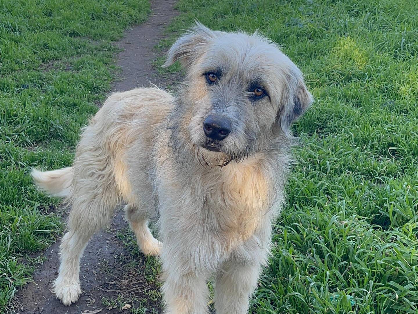 Adozione cane, maschio, Spinone Razza sconosciuta, 1 anno, taglia grande, Napoli