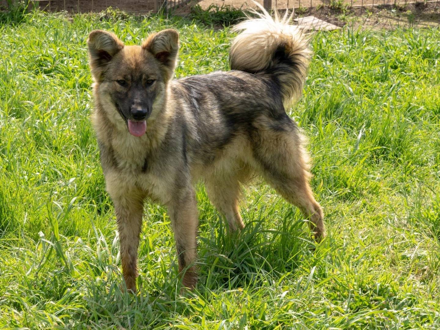 Adozione cane, maschio, Razza sconosciuta Razza sconosciuta, 1 anno, taglia media contenuta, Napoli