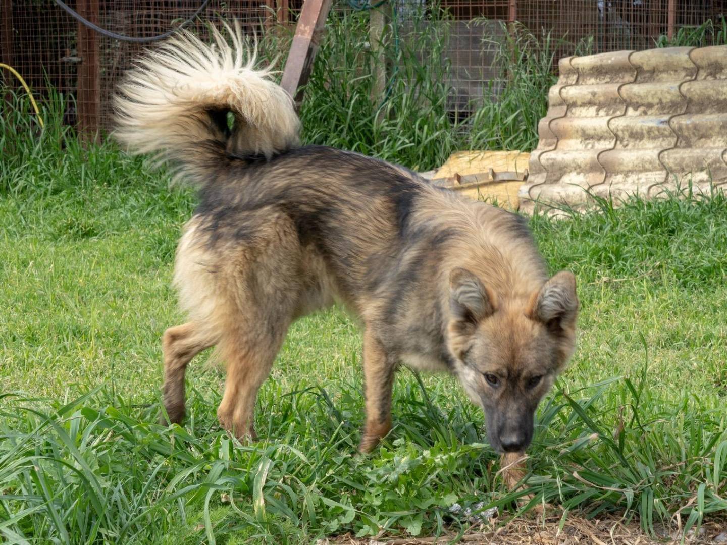 Adotta un cane, maschio, 1 anno, Napoli