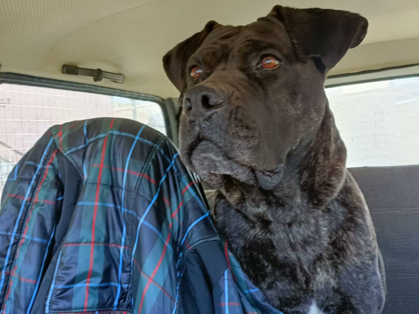 Adozione cane, femmina, Corso Razza sconosciuta, 6 anni, taglia media, Napoli